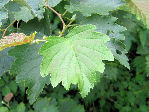 Alnus hirsuta