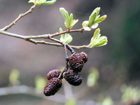 Alnus hirsuta