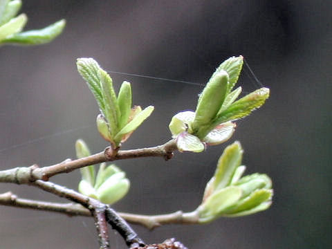 Alnus hirsuta