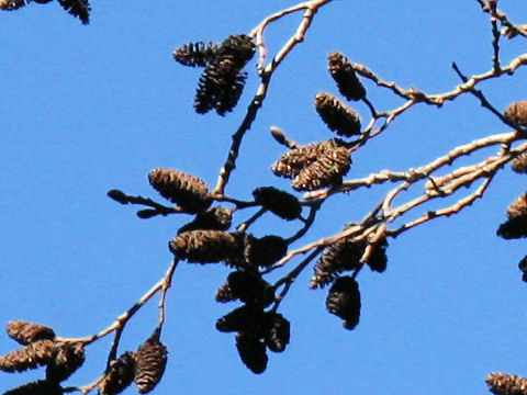 Alnus hirsuta