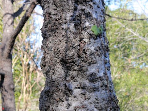 Alnus hirsuta