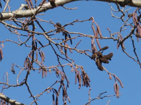 Alnus hirsuta var. sibirica