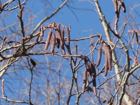 Alnus hirsuta var. sibirica