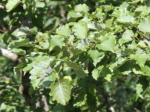 Alnus hirsuta var. sibirica