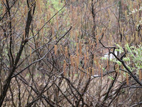 Alnus hirsuta var. sibirica