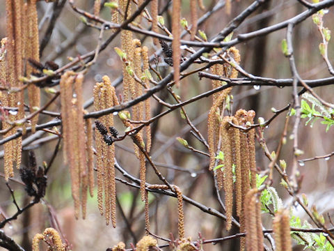 Alnus hirsuta var. sibirica