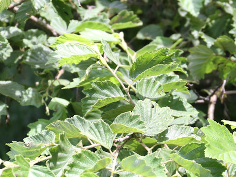 Alnus hirsuta var. sibirica