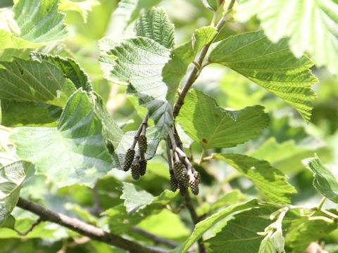 Alnus hirsuta var. sibirica