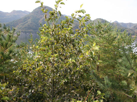 Alnus hirsuta var. sibirica