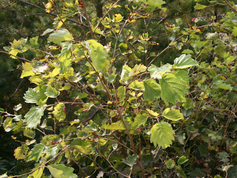 Alnus hirsuta var. sibirica