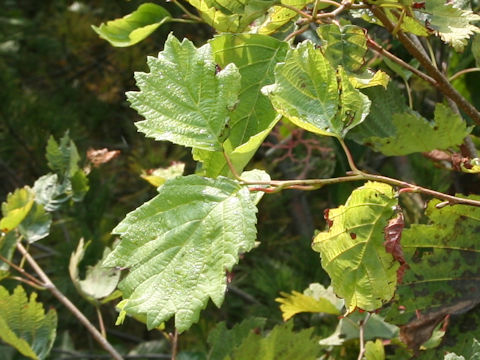 Alnus hirsuta var. sibirica