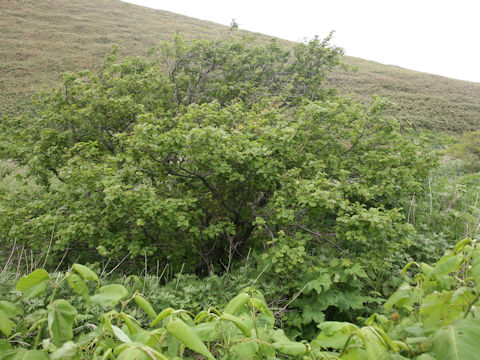 Alnus hirsuta