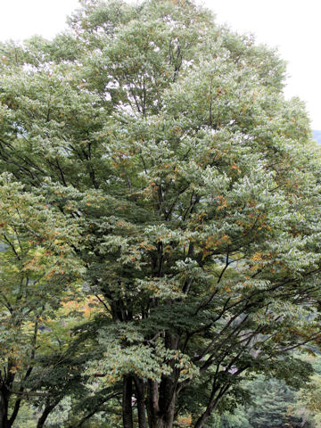 Zelkova serrata