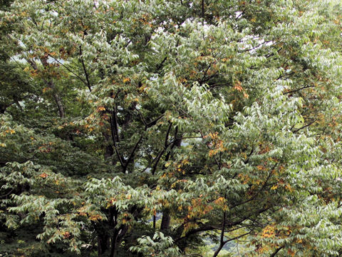 Zelkova serrata