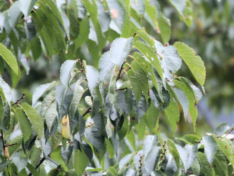 Zelkova serrata