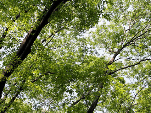 Zelkova serrata