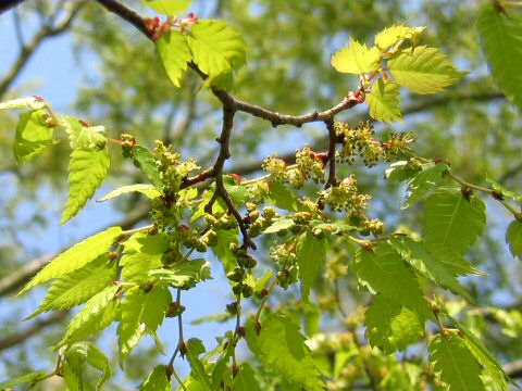 Zelkova serrata