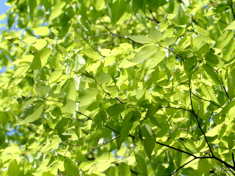 Zelkova serrata