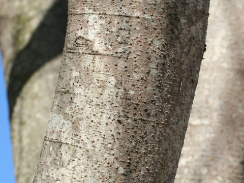 Zelkova serrata