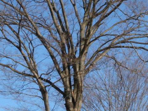 Zelkova serrata