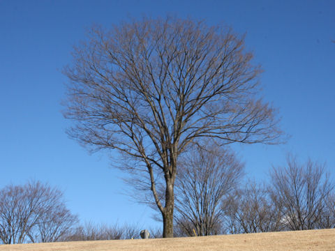 Zelkova serrata