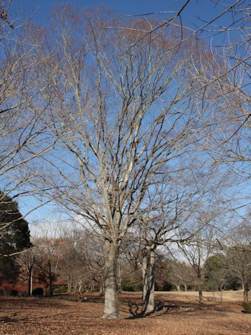 Zelkova serrata