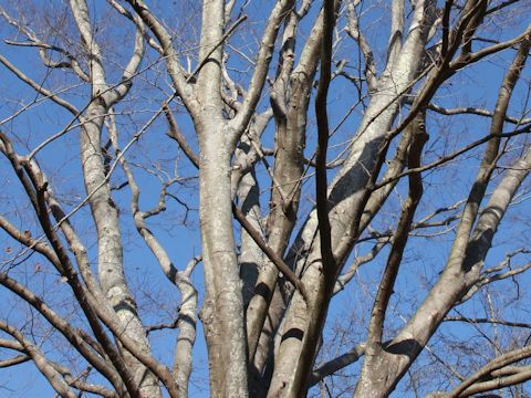 Zelkova serrata