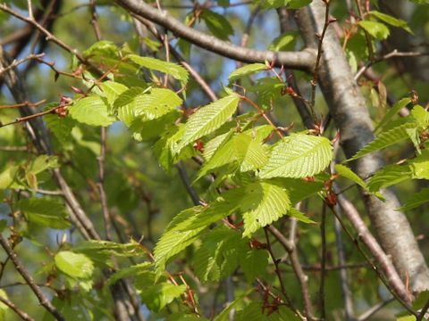 Zelkova serrata