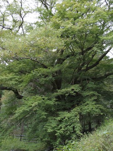 Zelkova serrata