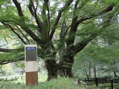 Zelkova serrata