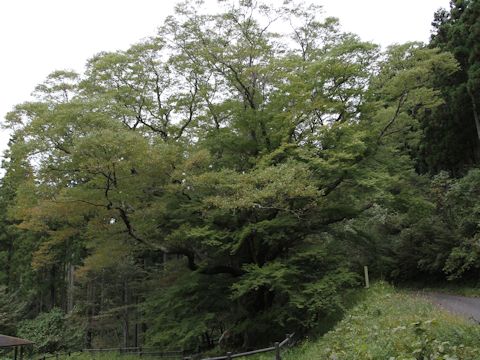 Zelkova serrata