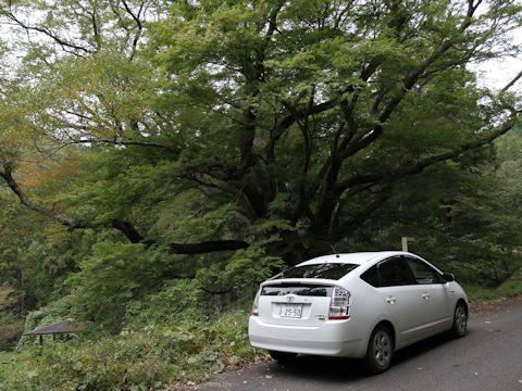 Zelkova serrata