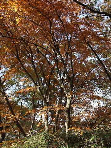 Zelkova serrata