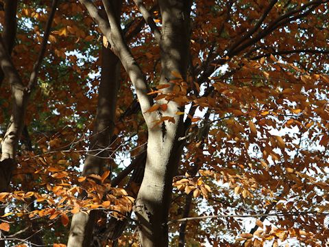 Zelkova serrata