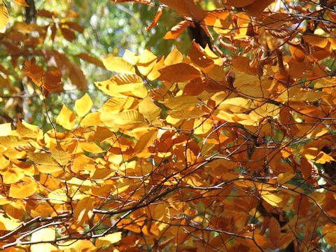 Zelkova serrata