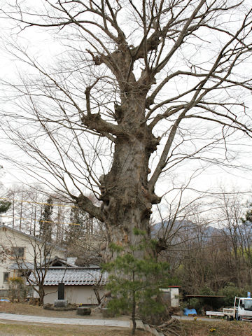 Zelkova serrata