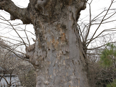 Zelkova serrata