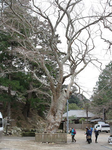 Zelkova serrata