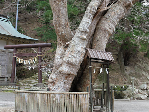 Zelkova serrata