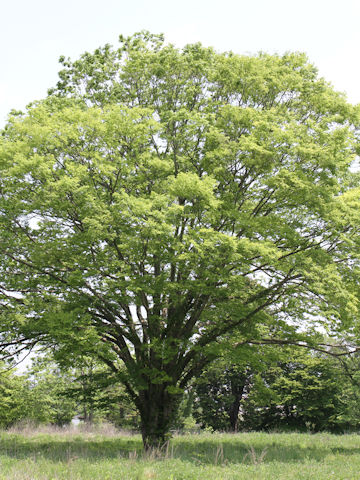 Zelkova serrata