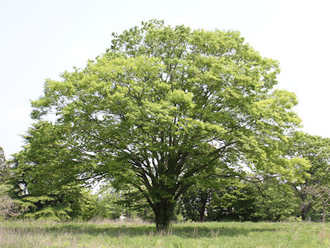 Zelkova serrata