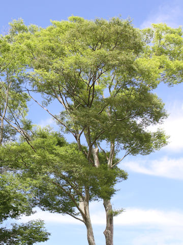 Zelkova serrata