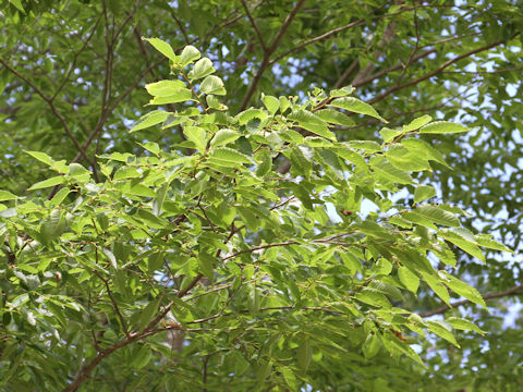 Zelkova serrata