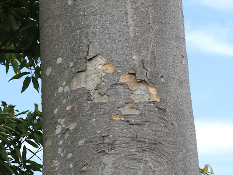 Zelkova serrata