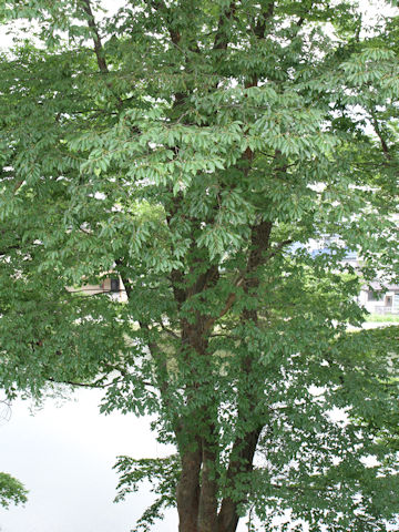 Zelkova serrata