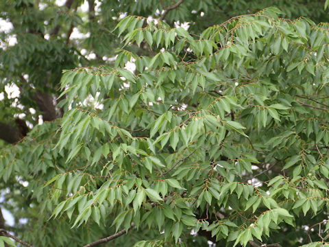 Zelkova serrata