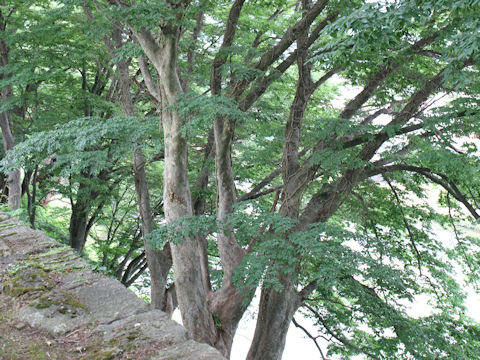 Zelkova serrata