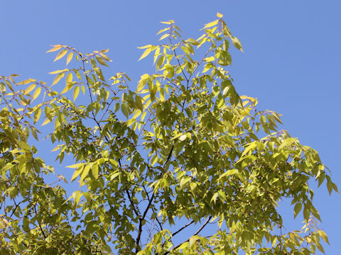 Zelkova serrata