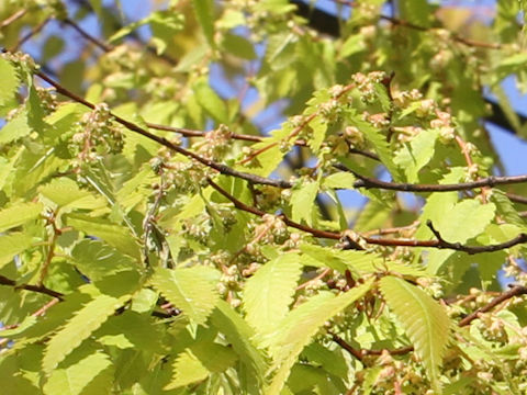 Zelkova serrata