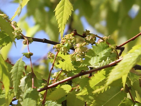 Zelkova serrata